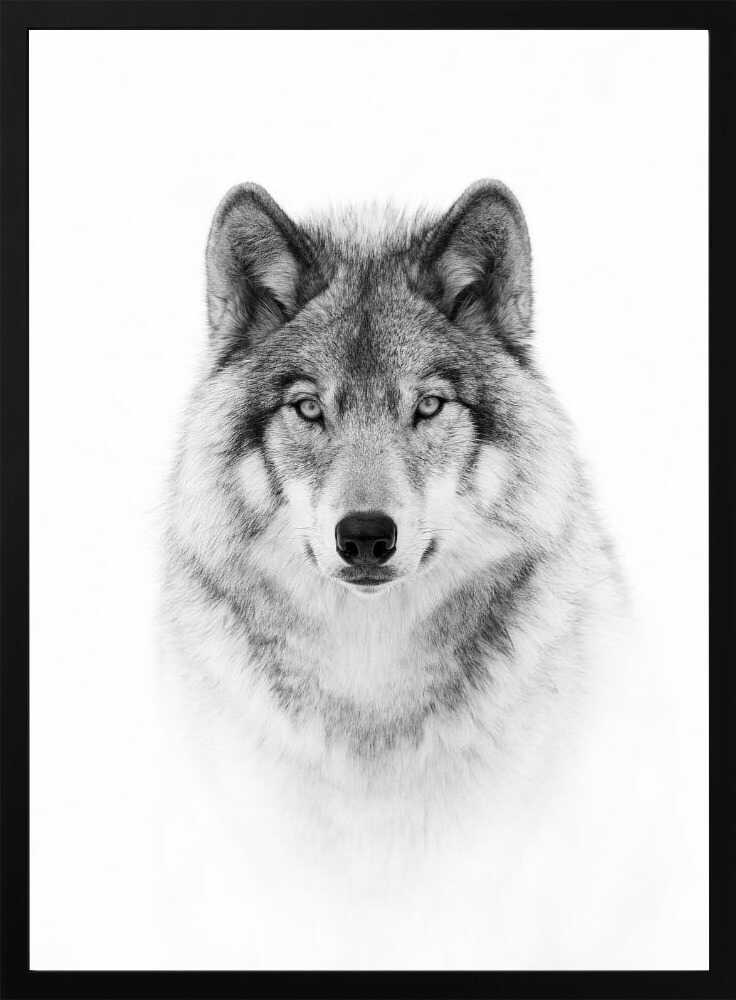 Portrait of a Timber Wolf