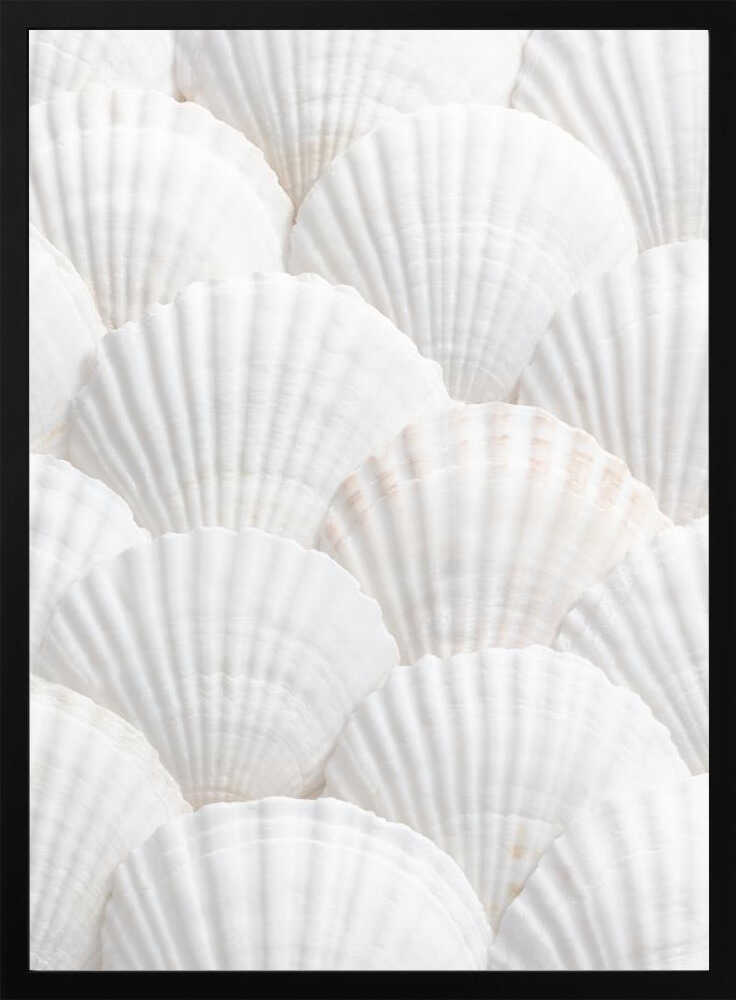 Shells_3