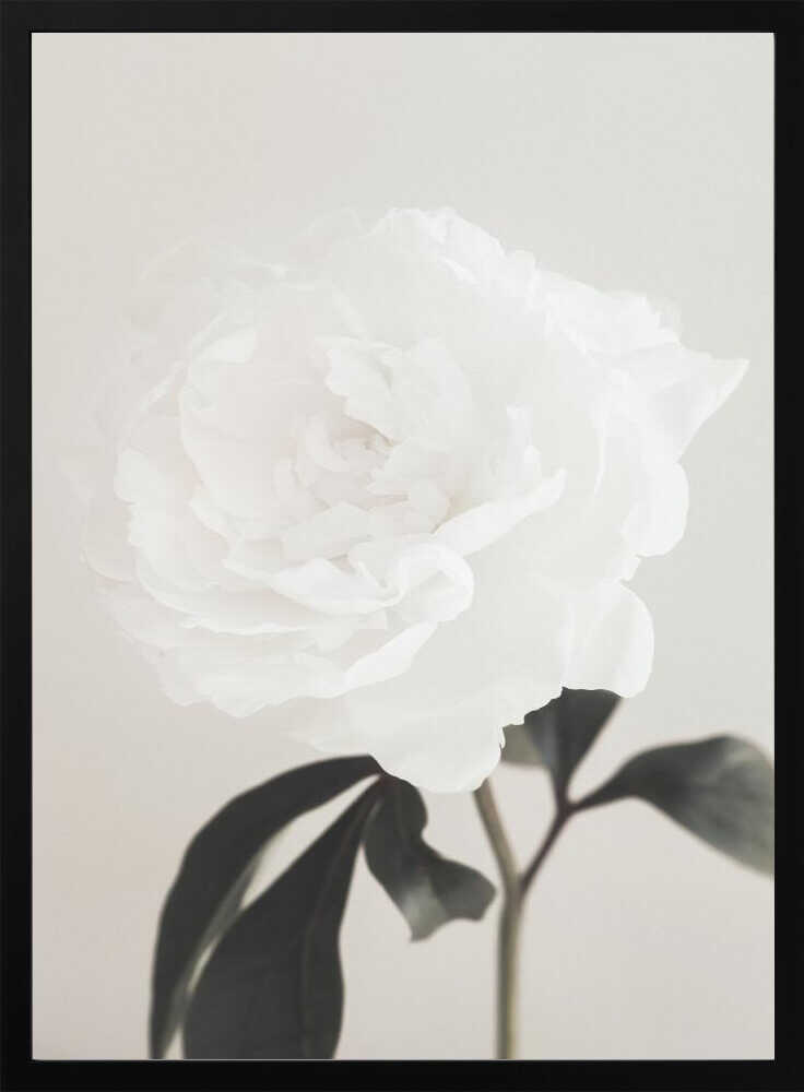 Peony 03