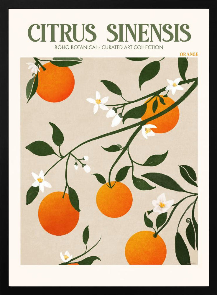 Citrus Sinensis - plakatstore