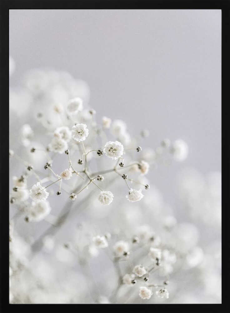 White Breath Flowers