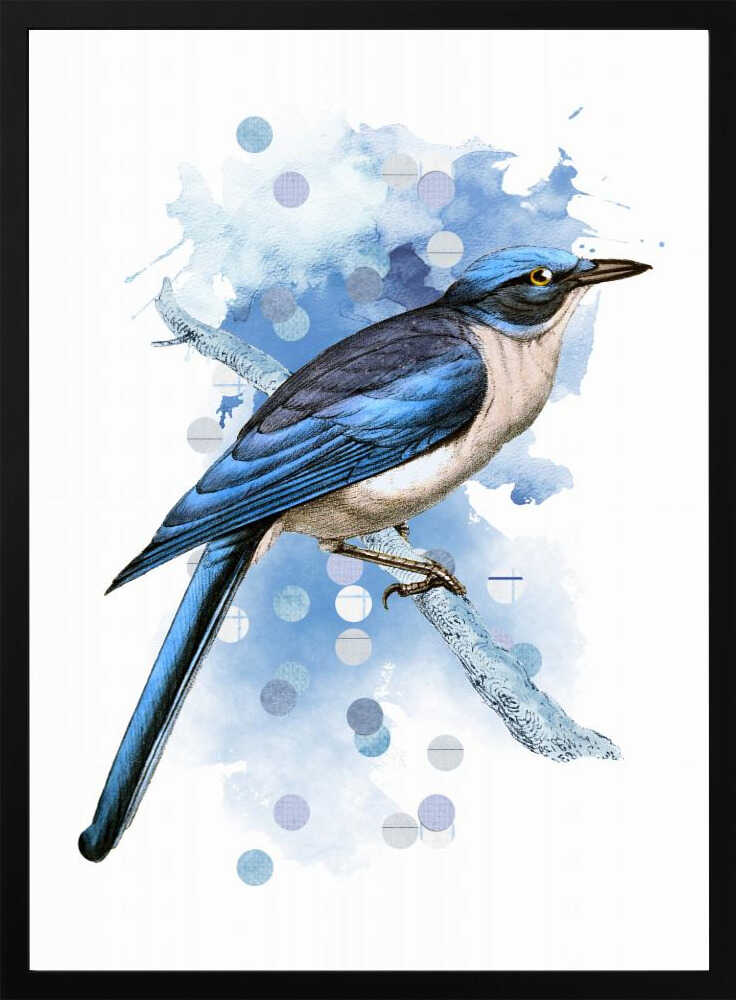 The Drawings of Birds