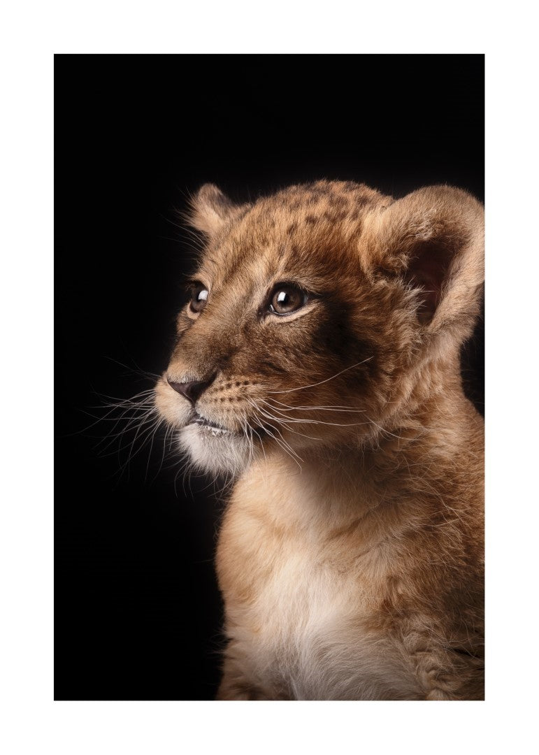 Baby Løve Plakat