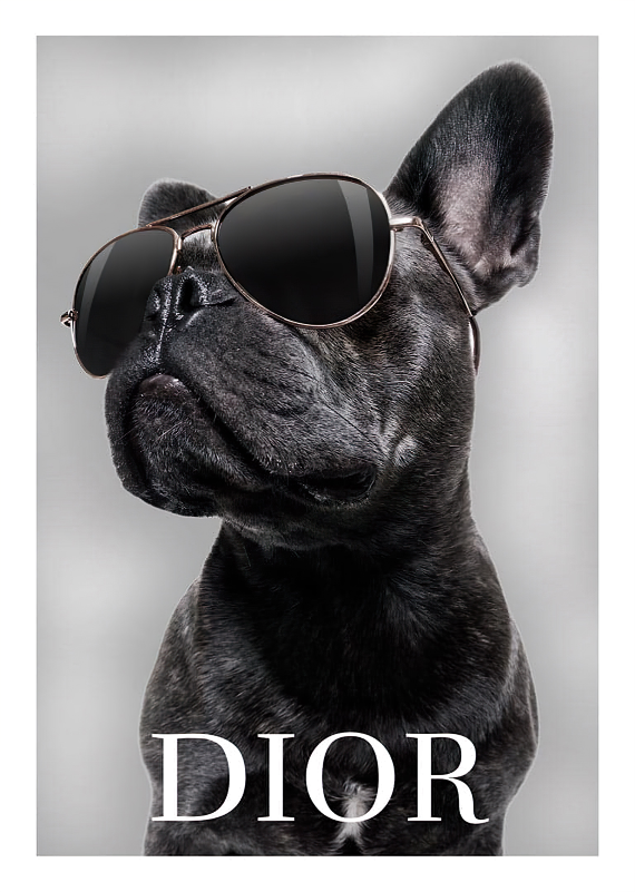 Dior Pug Plakat