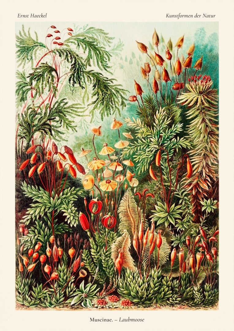 Ernst Haeckel Muscinae Laubmoose 1904 Plakat