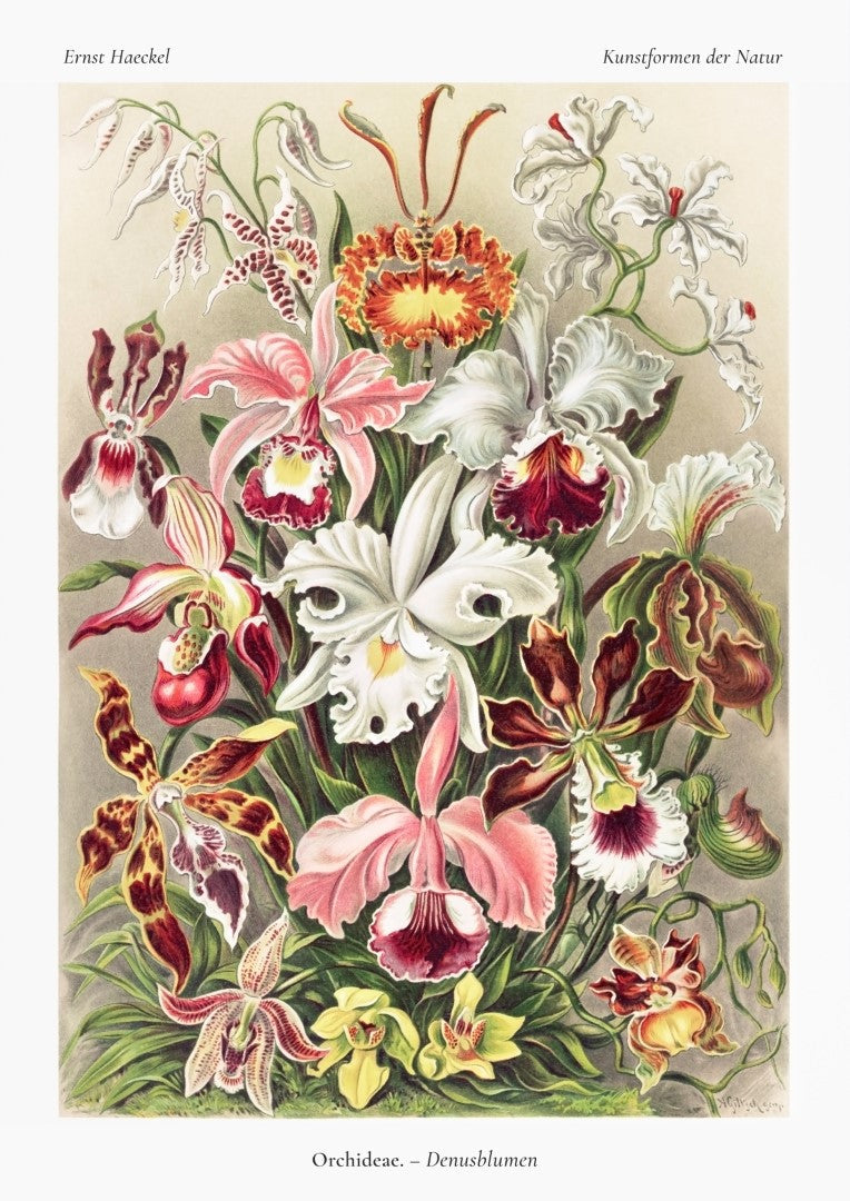 Ernst Haeckel Orchideae Denusblumen Plakat