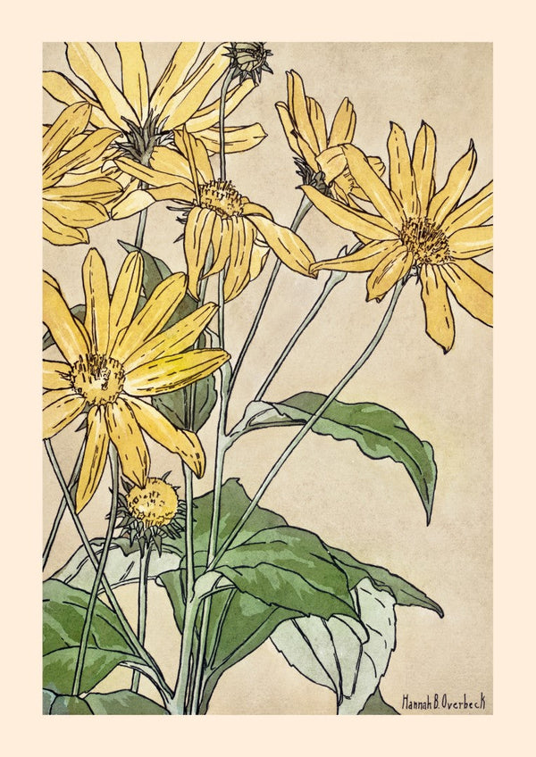 Hannah Overbeck Sunflowers Plakat