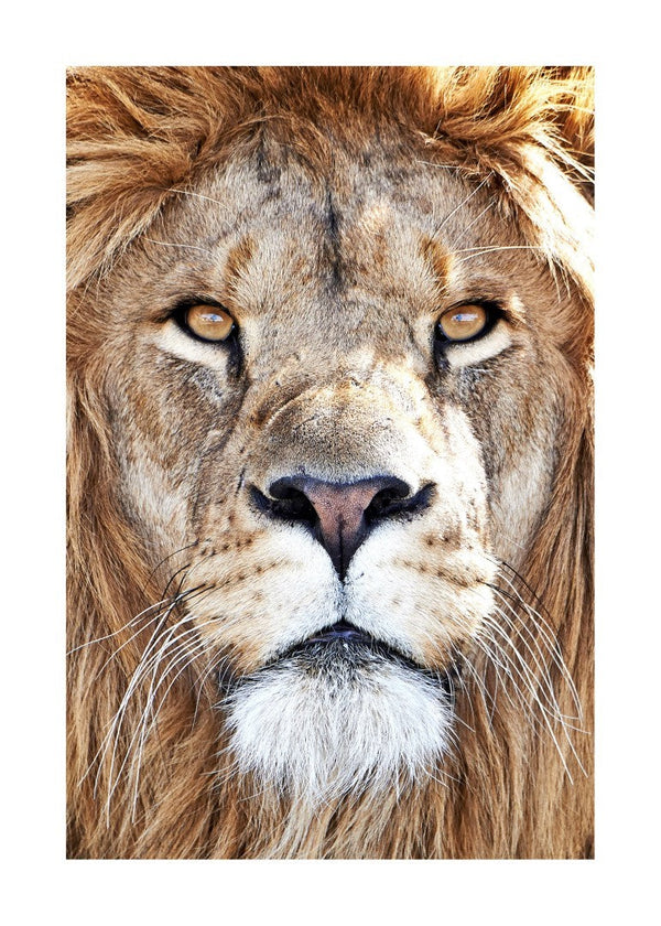 Løve Ansigt Plakat