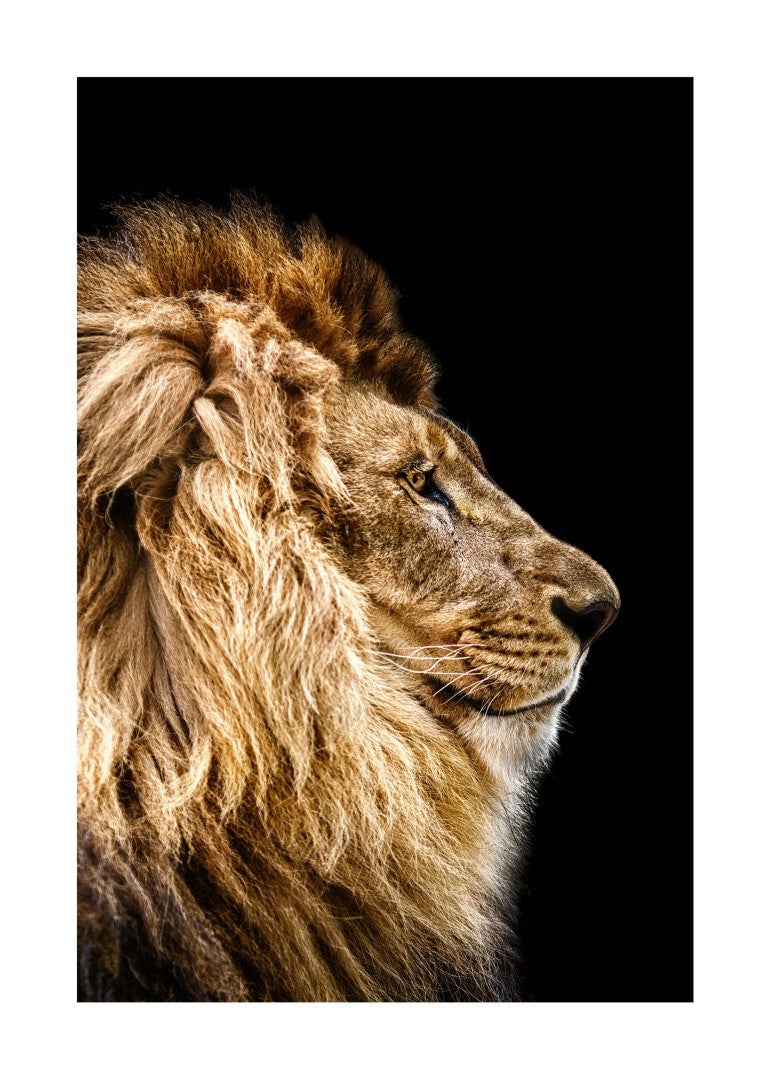 Løve Fra Siden Plakat