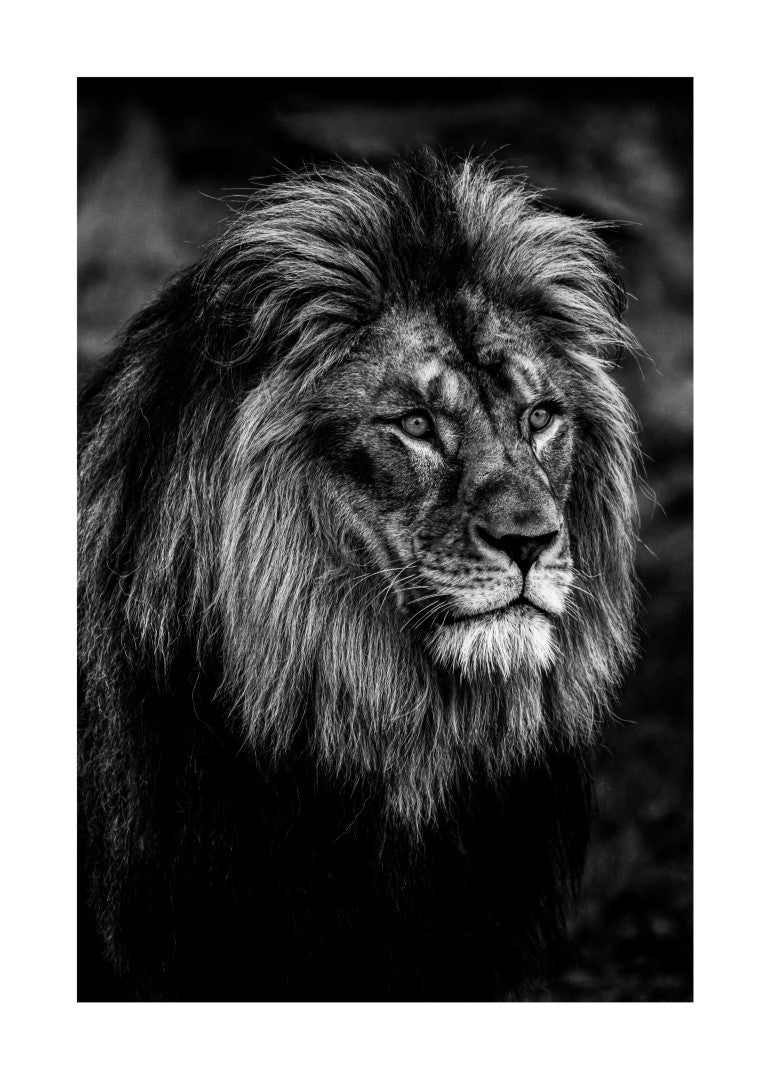 Løve På Jagt Plakat