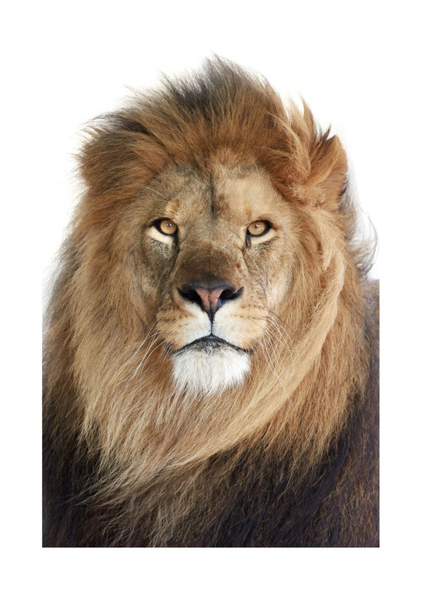 Løve Plakat
