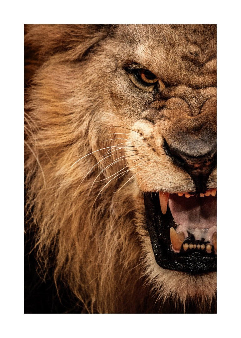 Løve Roar Plakat