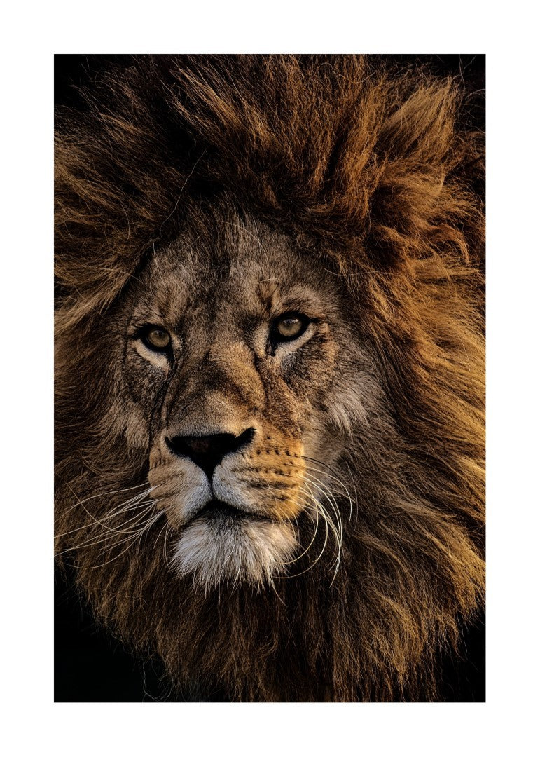 Løve Stor Manke Plakat
