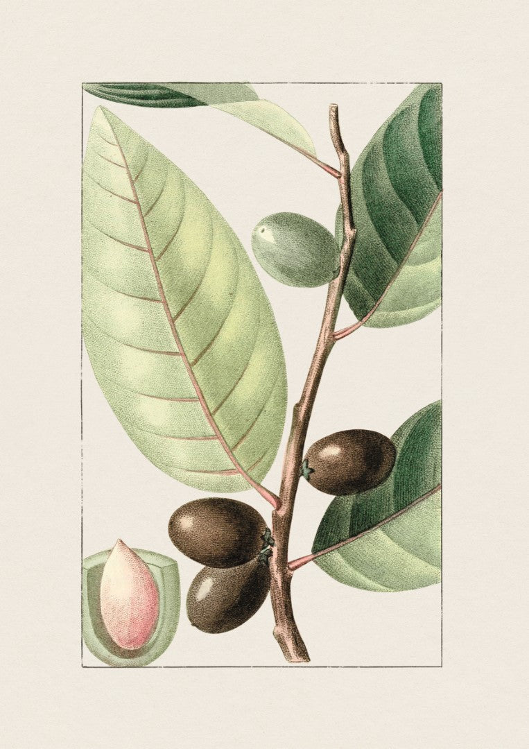 Oliven Gren Plakat