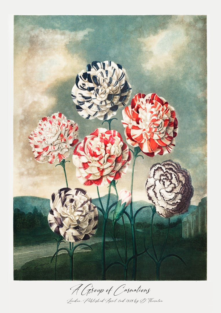 Robert Thornton A Group of Carnations Plakat